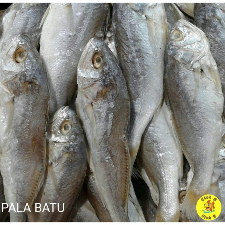 Ikan Kepala Batu